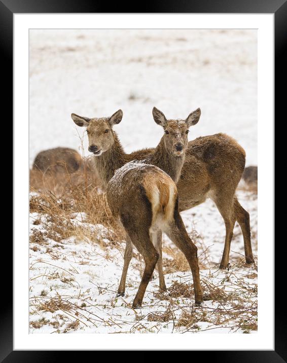 Red deer doe in snow Framed Mounted Print by Chris Rabe