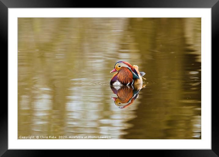 Mandarin Duck male  Framed Mounted Print by Chris Rabe