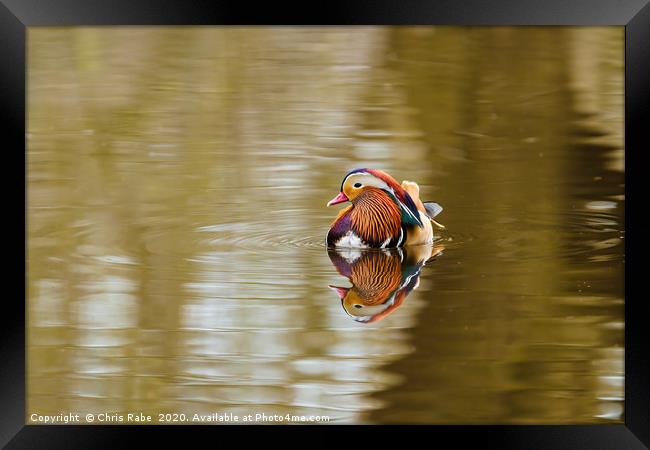 Mandarin Duck male  Framed Print by Chris Rabe