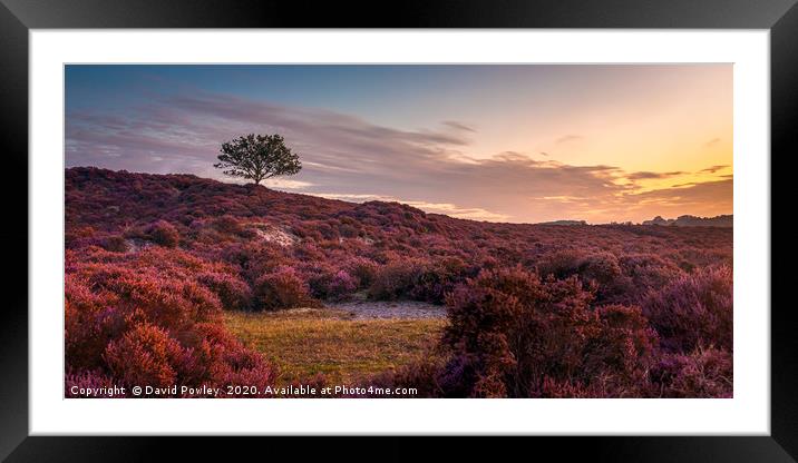 Dawn on Roydon Common Norfolk Framed Mounted Print by David Powley