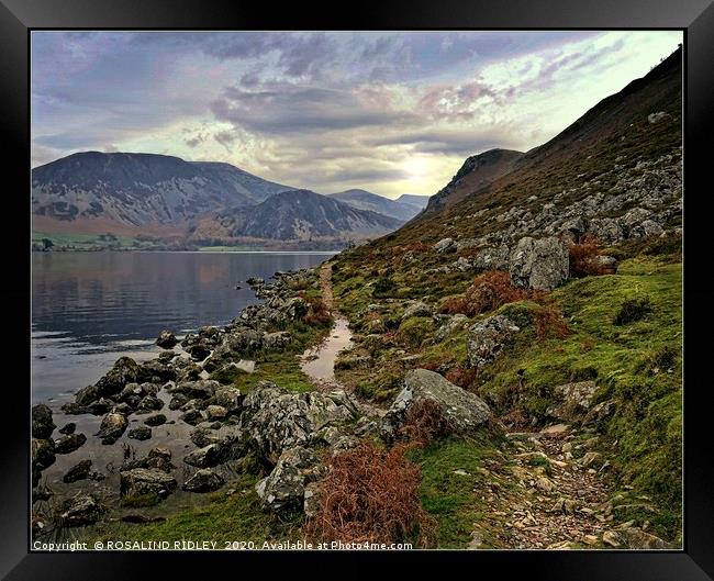 "Morning walk by the lake" Framed Print by ROS RIDLEY