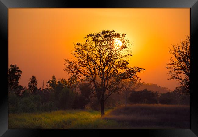 Orange sunset through the tree Framed Print by Jordan Jelev
