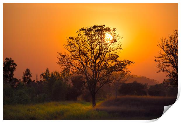 Orange sunset through the tree Print by Jordan Jelev