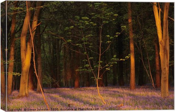 Bluebell woodland at sunrise Canvas Print by Simon Johnson