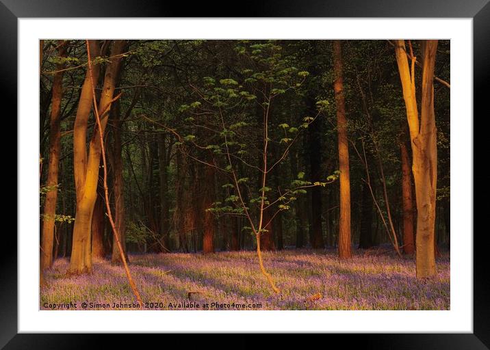 Bluebell woodland at sunrise Framed Mounted Print by Simon Johnson