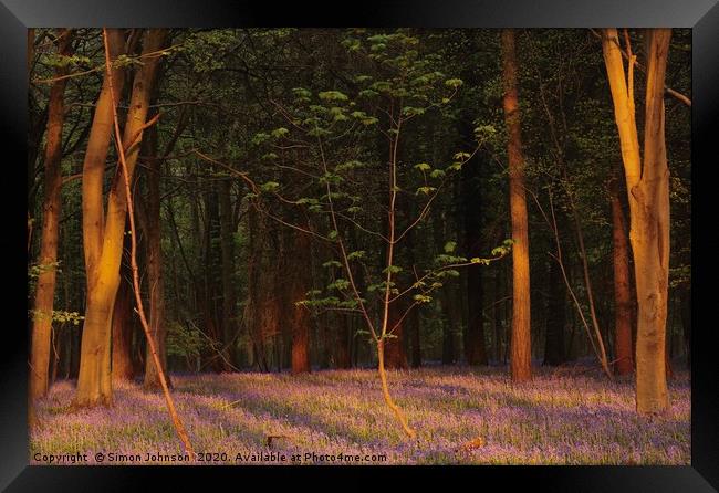 Bluebell woodland at sunrise Framed Print by Simon Johnson