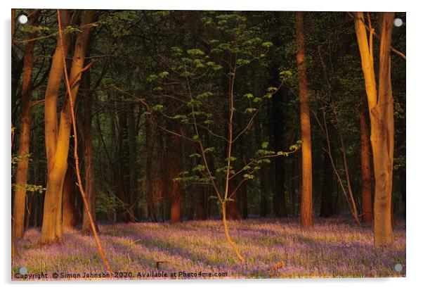 Bluebell woodland at sunrise Acrylic by Simon Johnson