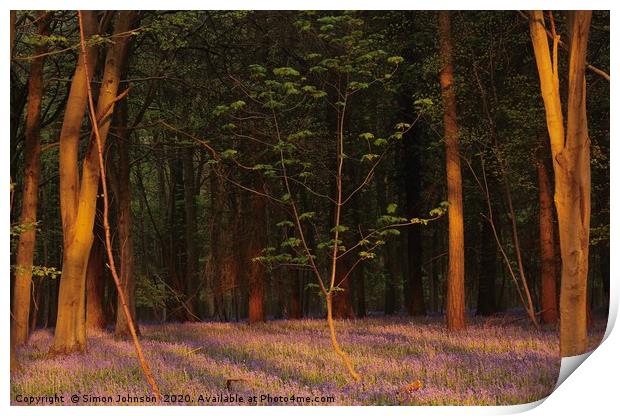 Bluebell woodland at sunrise Print by Simon Johnson
