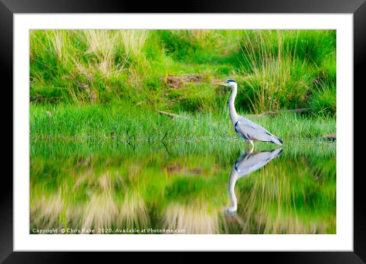 Grey Heron on a still pond Framed Mounted Print by Chris Rabe