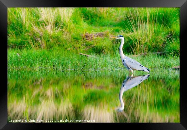Grey Heron on a still pond Framed Print by Chris Rabe