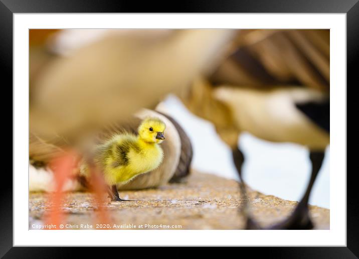 Canada Goose gosling Framed Mounted Print by Chris Rabe