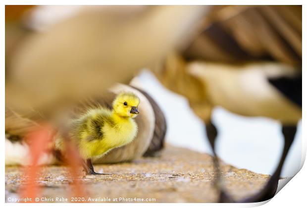 Canada Goose gosling Print by Chris Rabe