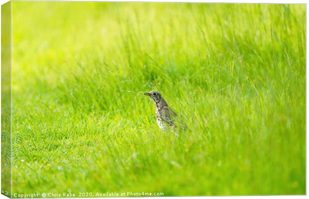 Mistle Thrush in grass with grub Canvas Print by Chris Rabe