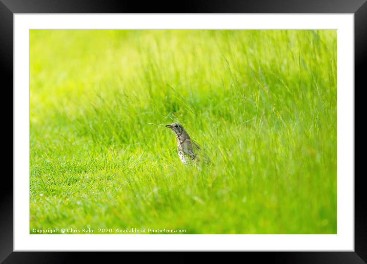 Mistle Thrush in grass with grub Framed Mounted Print by Chris Rabe