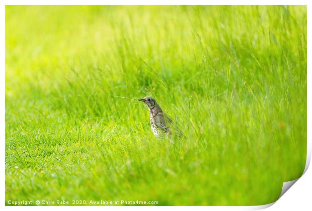 Mistle Thrush in grass with grub Print by Chris Rabe
