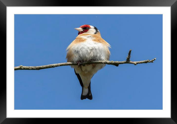 Goldfinch Framed Mounted Print by Jonathan Thirkell