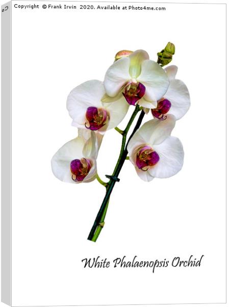 Beautiful White Phalaenopsis Orchid Canvas Print by Frank Irwin