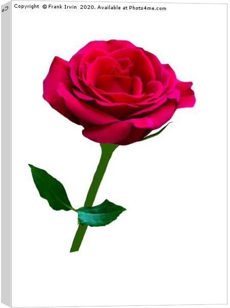 Beautiful Red Hybrid Tea Rose Canvas Print by Frank Irwin