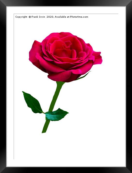 Beautiful Red Hybrid Tea Rose Framed Mounted Print by Frank Irwin
