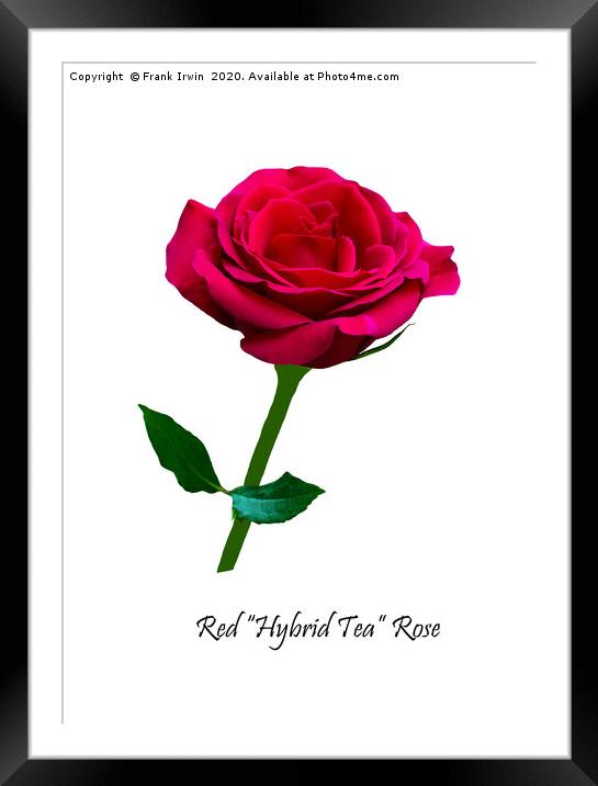 Beautiful Red Hybrid Tea Rose Framed Mounted Print by Frank Irwin