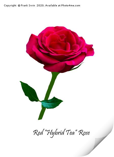 Beautiful Red Hybrid Tea Rose Print by Frank Irwin