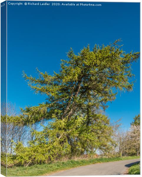 Spring Cheer - A Mature Roadside Larch Tree Canvas Print by Richard Laidler