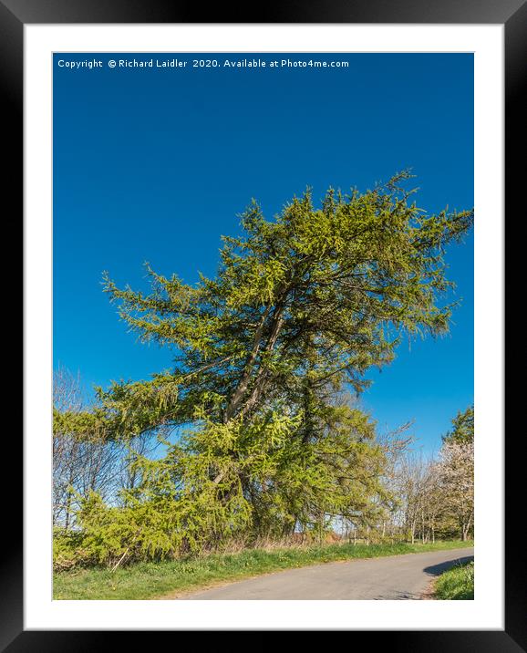 Spring Cheer - A Mature Roadside Larch Tree Framed Mounted Print by Richard Laidler