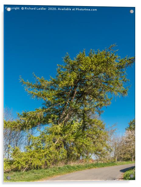 Spring Cheer - A Mature Roadside Larch Tree Acrylic by Richard Laidler