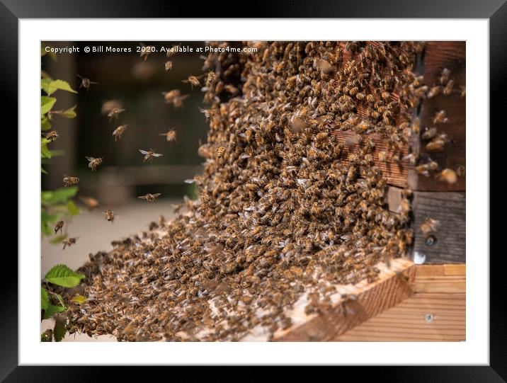 Bee Swarm chaos Framed Mounted Print by Bill Moores