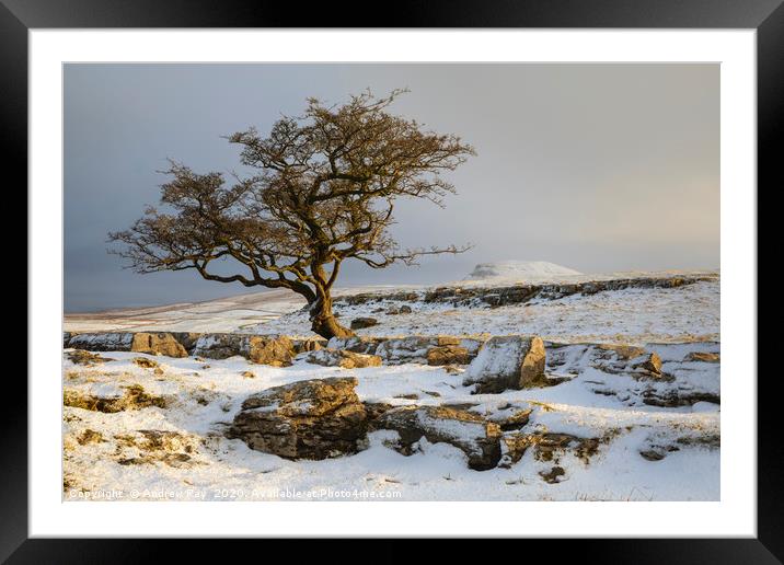 First light at the Winskill Stones Framed Mounted Print by Andrew Ray