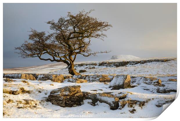 First light at the Winskill Stones Print by Andrew Ray