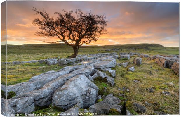 Lone tree at sunset (Winskill Stones) Canvas Print by Andrew Ray
