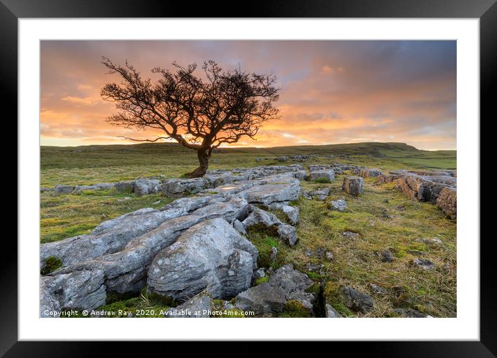Lone tree at sunset (Winskill Stones) Framed Mounted Print by Andrew Ray
