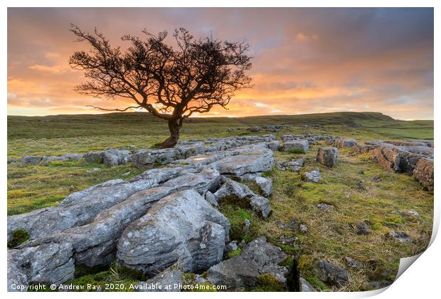 Lone tree at sunset (Winskill Stones) Print by Andrew Ray