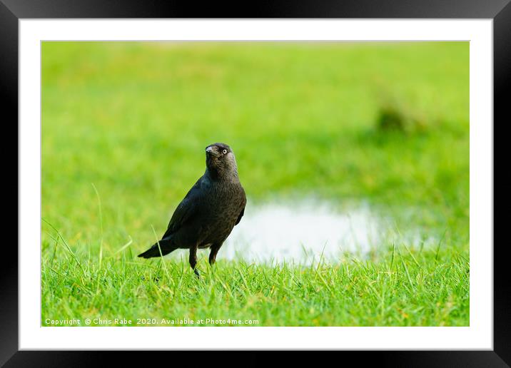 Jackdaw standing in grass Framed Mounted Print by Chris Rabe