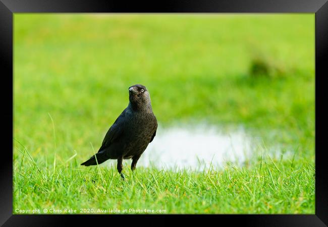 Jackdaw standing in grass Framed Print by Chris Rabe
