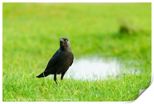 Jackdaw standing in grass Print by Chris Rabe