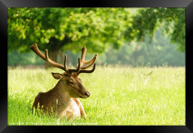 Red deer stag resting in a green field in spring Framed Print by Chris Rabe