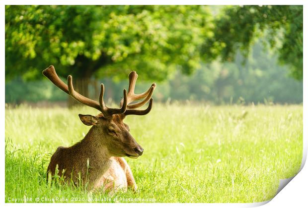 Red deer stag resting in a green field in spring Print by Chris Rabe