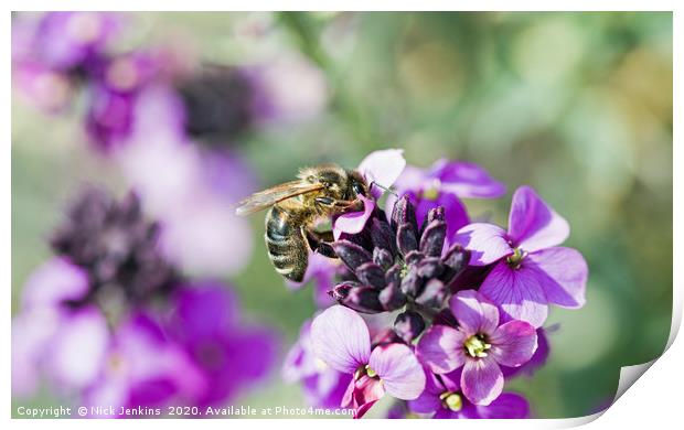 Honey Bee Collecting Nectar from Wallflower Print by Nick Jenkins