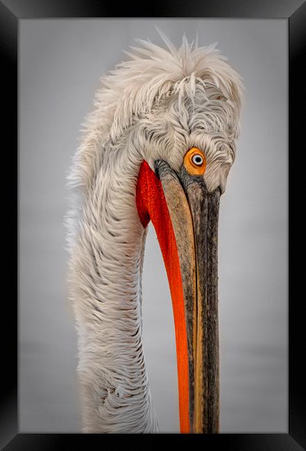 Dalmation Pelican Framed Print by Caroline Claye