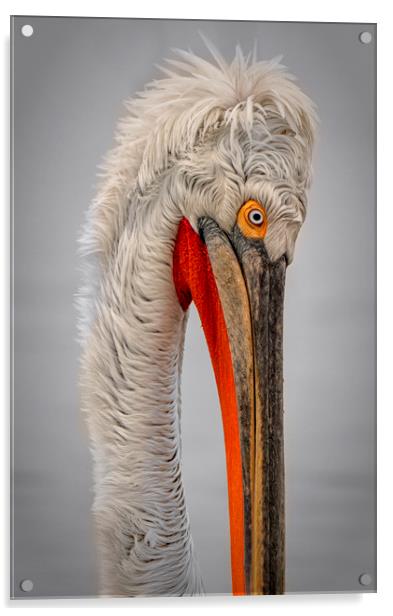 Dalmation Pelican Acrylic by Caroline Claye