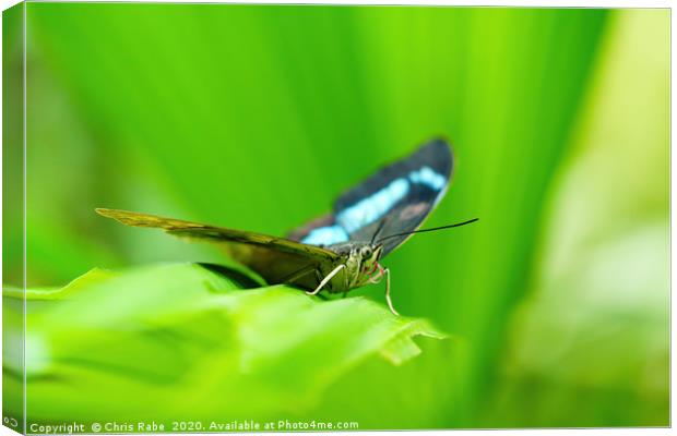 Blue admiral butterfly Canvas Print by Chris Rabe