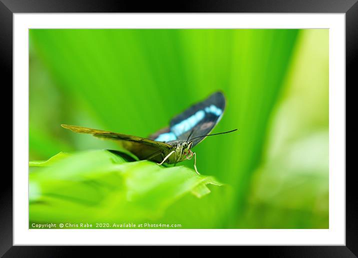 Blue admiral butterfly Framed Mounted Print by Chris Rabe