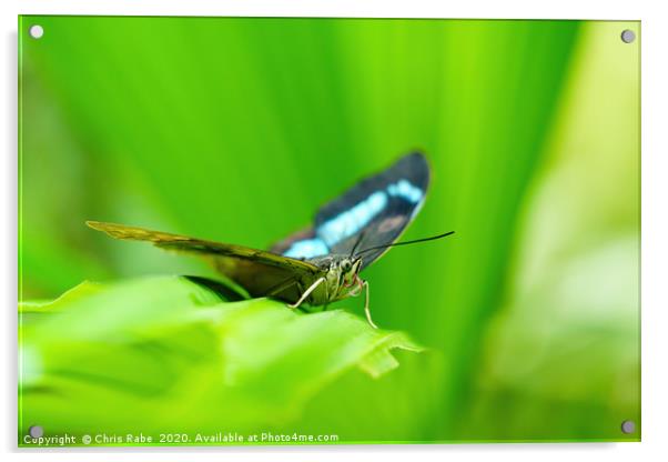 Blue admiral butterfly Acrylic by Chris Rabe