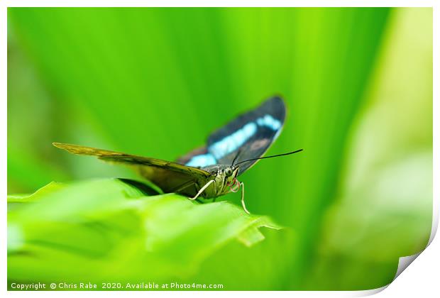 Blue admiral butterfly Print by Chris Rabe