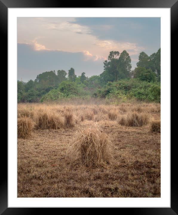 Disused Rice Fields Chiang Mai Thailand Framed Mounted Print by Rowan Edmonds
