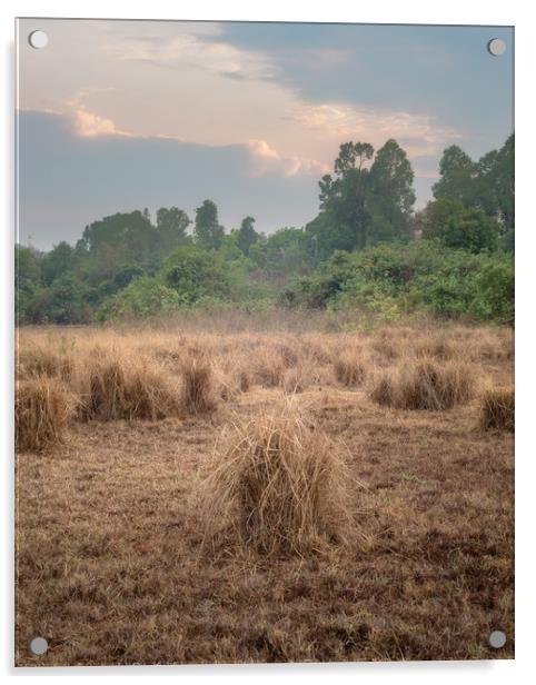 Disused Rice Fields Chiang Mai Thailand Acrylic by Rowan Edmonds