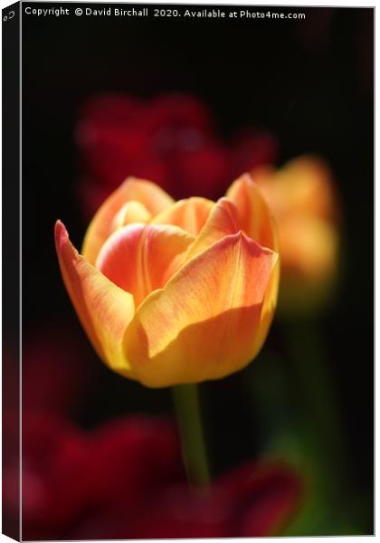 Peach and rose coloured tulip flower. Canvas Print by David Birchall