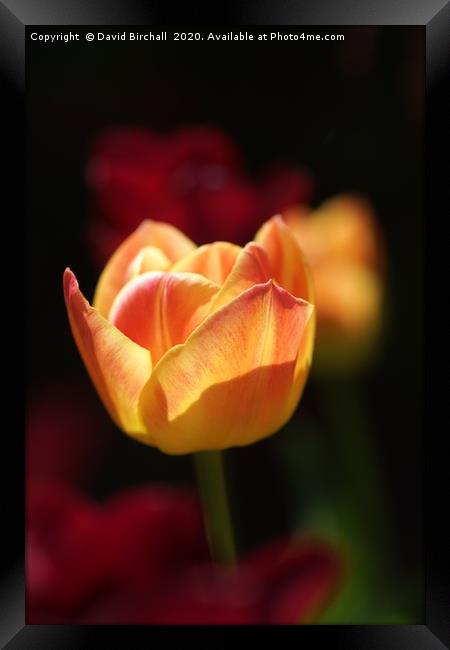 Peach and rose coloured tulip flower. Framed Print by David Birchall